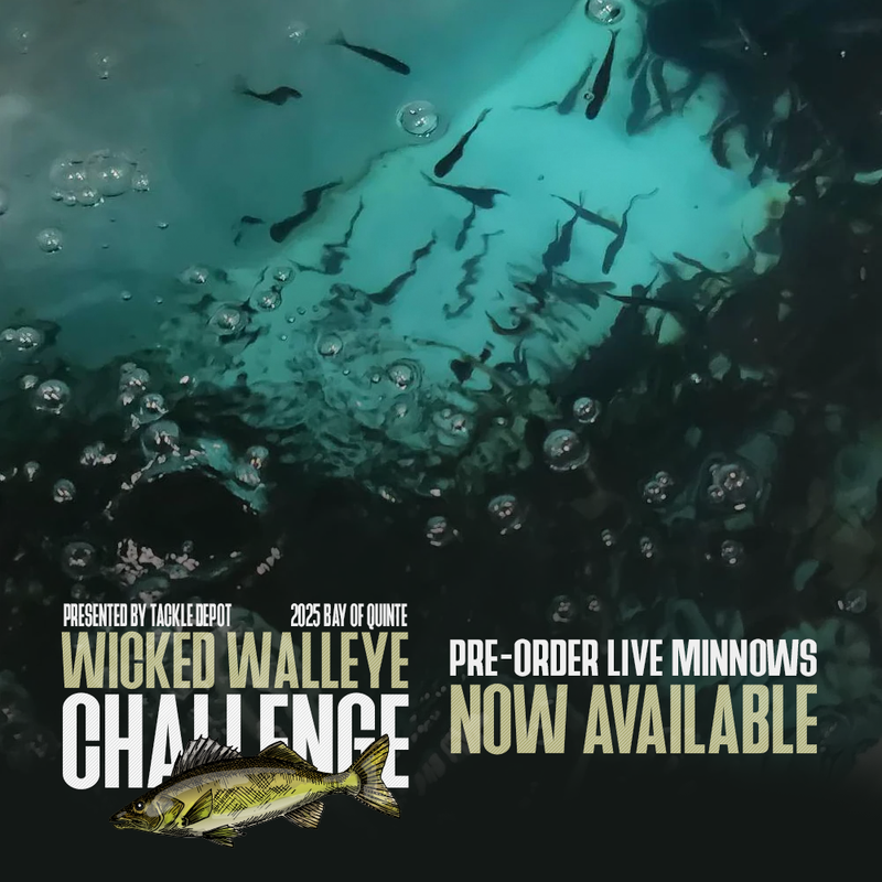 Pre-Order Wicked Walleye Challenge Live Minnows